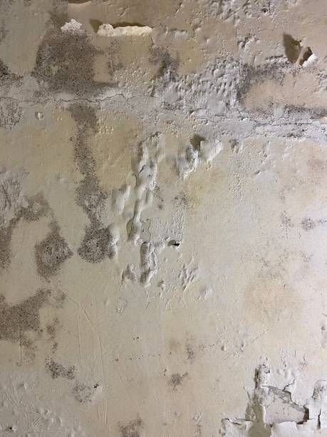 Best Residential Mold Removal  in Progreso, TX